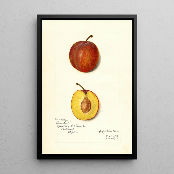 Reprodukcja obrazu Prunus domestica Prinlew - Amanda Almira Newton
