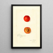Reprodukcja obrazu Prunus domestica Wild Goose - Amanda Almira Newton