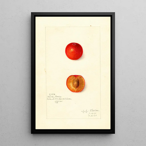 Reprodukcja obrazu Prunus domestica Wild Goose - Amanda Almira Newton