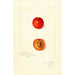 Reprodukcja obrazu Prunus domestica Wild Goose - Amanda Almira Newton