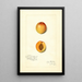 Reprodukcja obrazu Prunus mume Chas - Amanda Almira Newton
