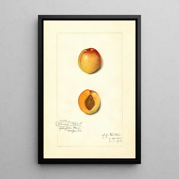 Reprodukcja obrazu Prunus mume Chas - Amanda Almira Newton