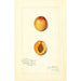 Reprodukcja obrazu Prunus mume Chas - Amanda Almira Newton