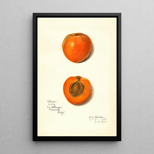 Prunus mume Sharpe - Amanda Almira Newton — oprawiony obraz na ścianie