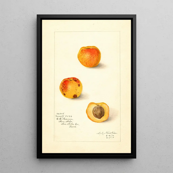 Prunus mume Wariant 9834 - Amanda Almira Newton — oprawiony obraz na ścianie