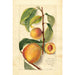 Prunus persica - Amanda Almira Newton — widok dzieła
