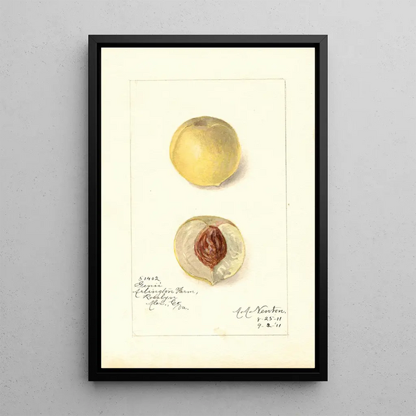 Reprodukcja obrazu Prunus persica Genii - Amanda Almira Newton