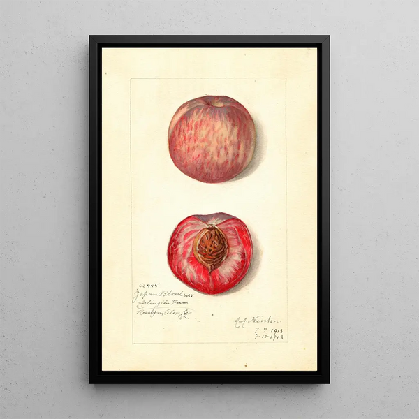 Prunus persica Japan Blood - Amanda Almira Newton — oprawiony obraz na ścianie