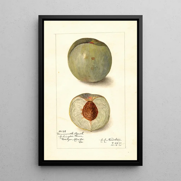 Reprodukcja obrazu Prunus persica Mammoth Heath - Amanda Almira Newton