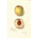 Prunus persica Sans Nom - Amanda Almira Newton — widok dzieła