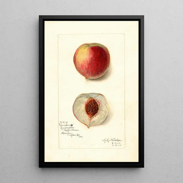 Reprodukcja obrazu Prunus persica Opulent - Amanda Almira Newton