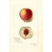 Reprodukcja obrazu Prunus persica Opulent - Amanda Almira Newton