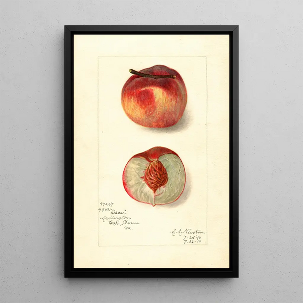 Reprodukcja obrazu Prunus persica Oscar - Amanda Almira Newton
