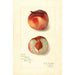 Reprodukcja obrazu Prunus persica Oscar - Amanda Almira Newton