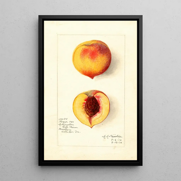 Reprodukcja obrazu Prunus persica Roser - Amanda Almira Newton