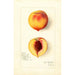 Reprodukcja obrazu Prunus persica Roser - Amanda Almira Newton