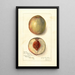 Prunus persica Southern Early - Amanda Almira Newton — oprawiony obraz na ścianie