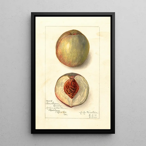 Prunus persica Southern Early - Amanda Almira Newton — oprawiony obraz na ścianie