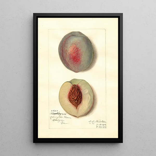 Reprodukcja obrazu Prunus persica Steadley - Amanda Almira Newton