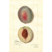 Reprodukcja obrazu Prunus persica Steadley - Amanda Almira Newton