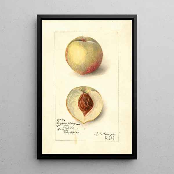Reprodukcja obrazu Prunus persica Sunrise Cling - Amanda Almira Newton