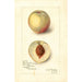 Reprodukcja obrazu Prunus persica Sunrise Cling - Amanda Almira Newton