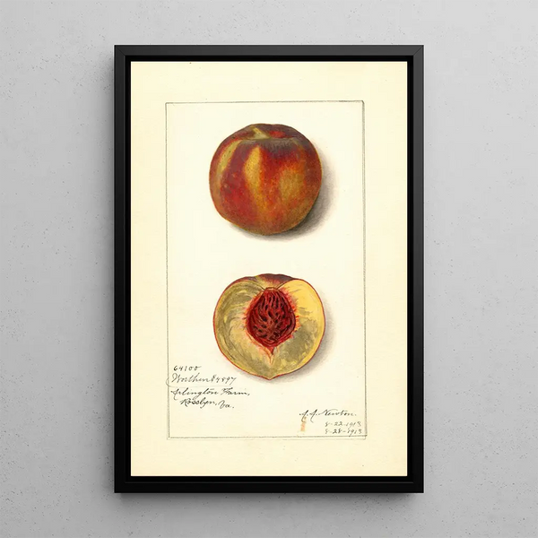 Prunus persica Worthen - Amanda Almira Newton — oprawiony obraz na ścianie