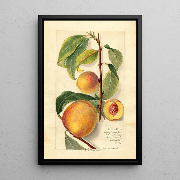 Prunus persica - Amanda Almira Newton — oprawiony obraz na ścianie