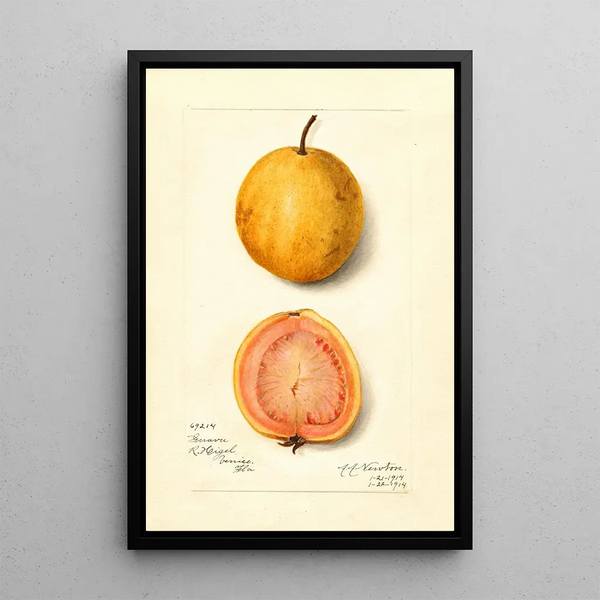 Reprodukcja obrazu Psidium guajava Goyave - Amanda Almira Newton