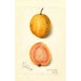 Reprodukcja obrazu Psidium guajava Goyave - Amanda Almira Newton