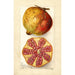 Punica granatum - Amanda Almira Newton — widok dzieła