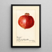 Reprodukcja obrazu Punica granatum Wonderful - Amanda Almira Newton
