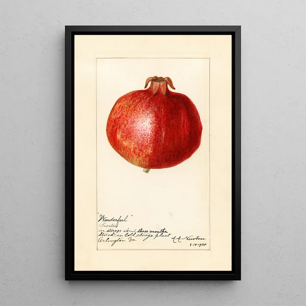 Reprodukcja obrazu Punica granatum Wonderful - Amanda Almira Newton