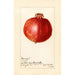 Reprodukcja obrazu Punica granatum Wonderful - Amanda Almira Newton