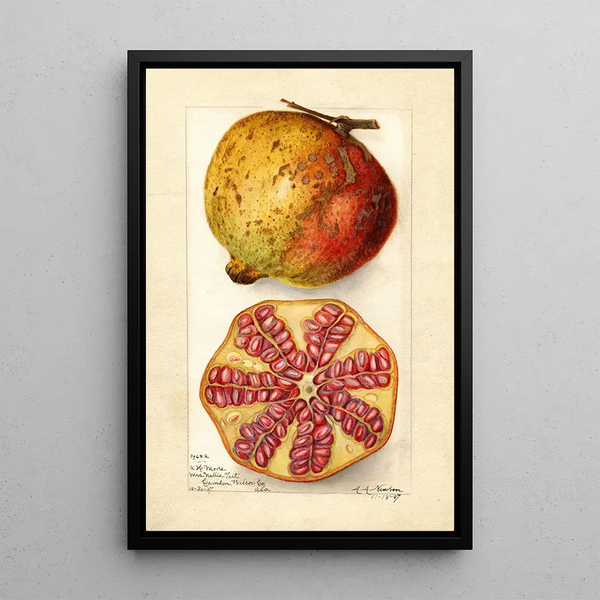 Punica granatum - Amanda Almira Newton — oprawiony obraz na ścianie