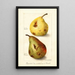 Reprodukcja obrazu Pyrus communis - Amanda Almira Newton