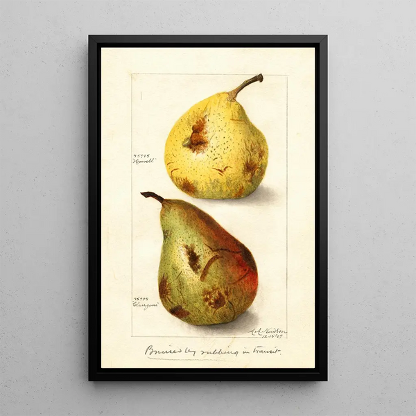 Reprodukcja obrazu Pyrus communis - Amanda Almira Newton