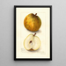 Reprodukcja obrazu Pyrus communis Easter - Amanda Almira Newton