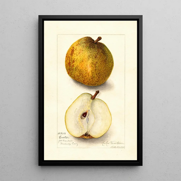 Reprodukcja obrazu Pyrus communis Easter - Amanda Almira Newton