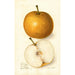 Pyrus communis Japan Golden Russet - Amanda Almira Newton — widok dzieła