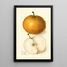 Pyrus communis Japan Golden Russet - Amanda Almira Newton — oprawiony obraz na ścianie