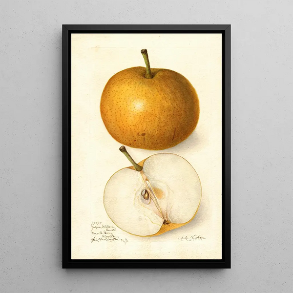 Pyrus communis Japan Golden Russet - Amanda Almira Newton — oprawiony obraz na ścianie