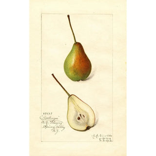 Amanda Almira Newton - Pyrus communis Rostiezer.webp