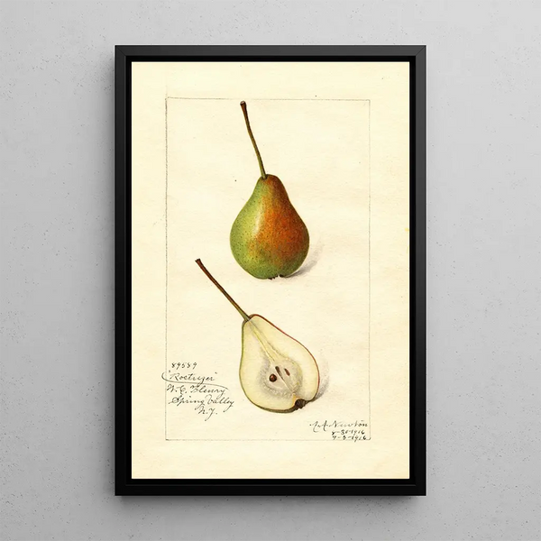 Pyrus communis Rostiezer - Amanda Almira Newton — oprawiony obraz na ścianie