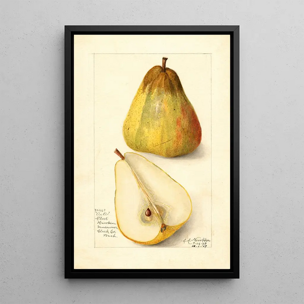 Reprodukcja obrazu Pyrus communis Souvenir du Congrès - Amanda Almira Newton