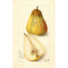 Reprodukcja obrazu Pyrus communis Souvenir du Congrès - Amanda Almira Newton