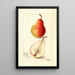 Reprodukcja obrazu Pyrus communis Wilder Early - Amanda Almira Newton