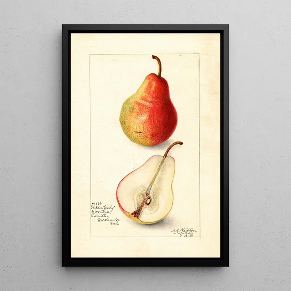 Reprodukcja obrazu Pyrus communis Wilder Early - Amanda Almira Newton