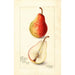 Reprodukcja obrazu Pyrus communis Wilder Early - Amanda Almira Newton