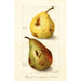 Reprodukcja obrazu Pyrus communis - Amanda Almira Newton